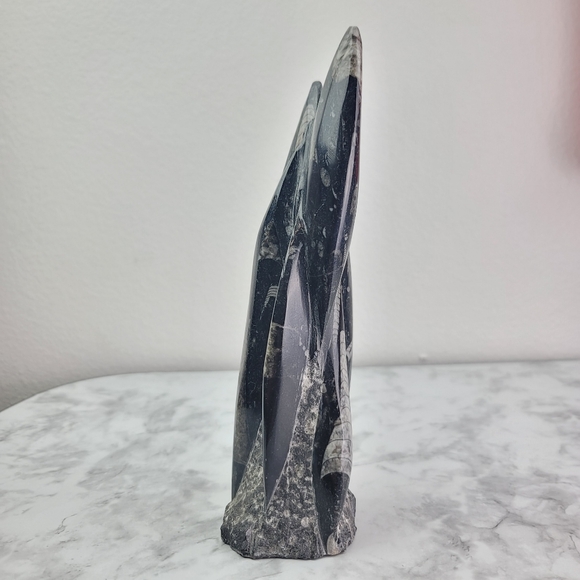 Orthoceras Fossil Home Decor Office Desk Bookend Display Black Gray Accent - Picture 15 of 16